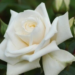 Ilse Krohn Superior® - trandafiri - www.ioanarose.ro